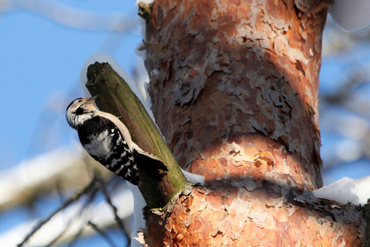 Lesser Spotted Woodpecker - Murray Christian