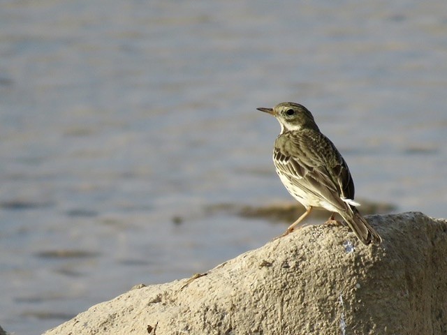 Meadow Pipit - ML303007471