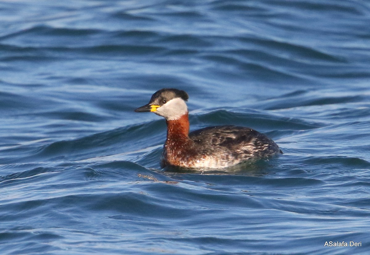 Red-necked Grebe - ML303018611