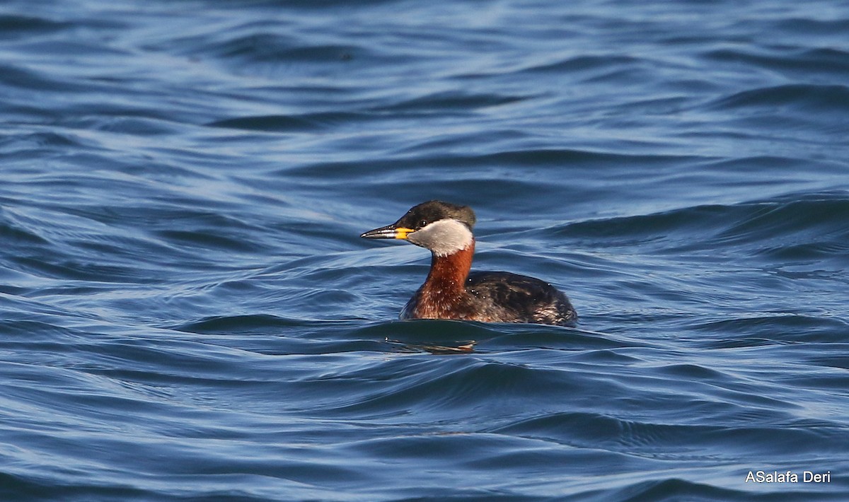 Red-necked Grebe - ML303018631