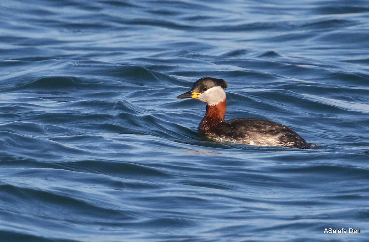 Red-necked Grebe - ML303018641
