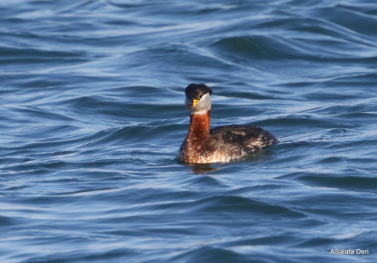 Red-necked Grebe - ML303018651