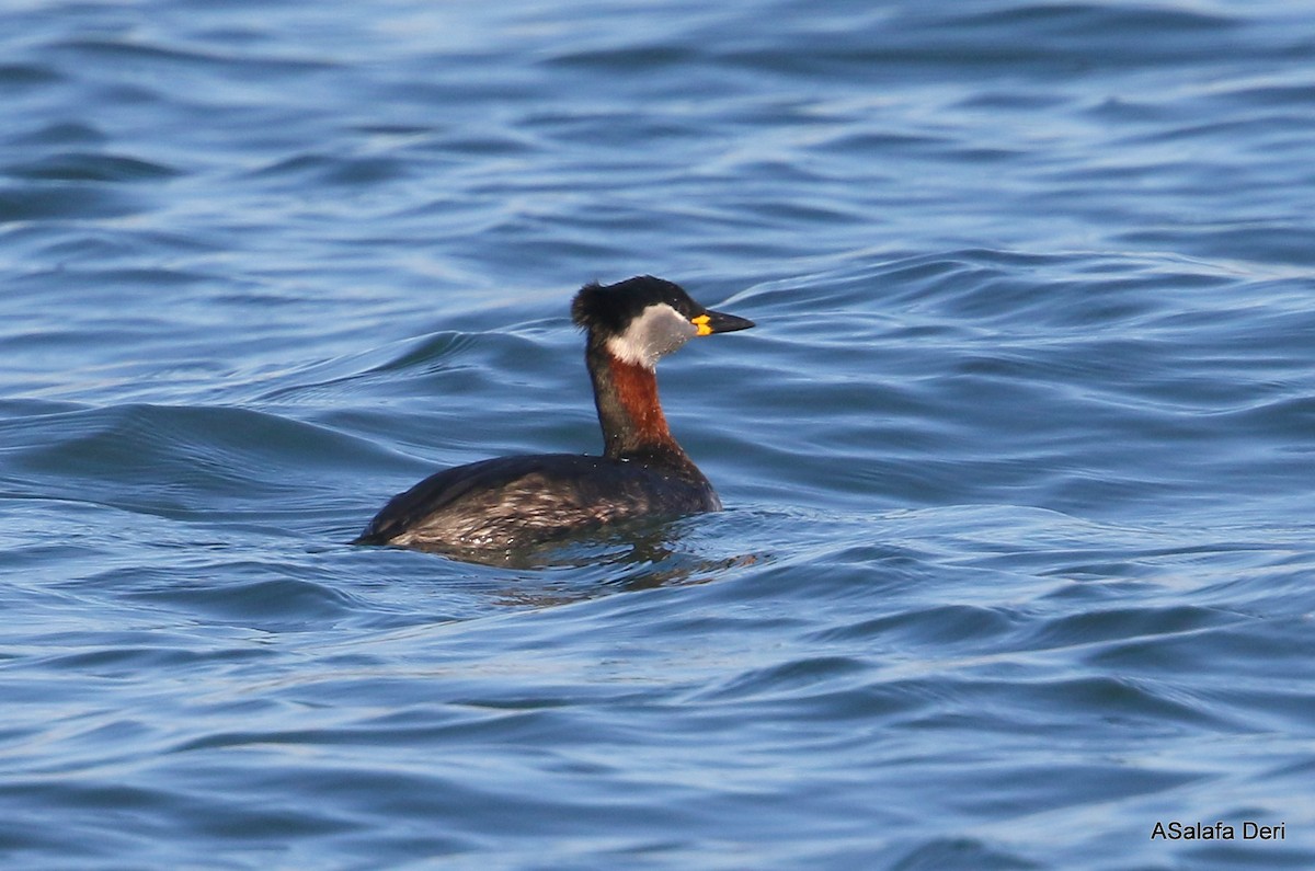 Red-necked Grebe - ML303018661