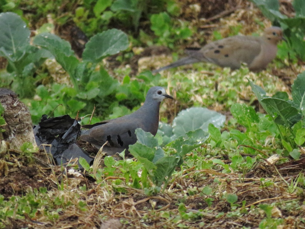 Maroon-chested Ground Dove - ML303020971