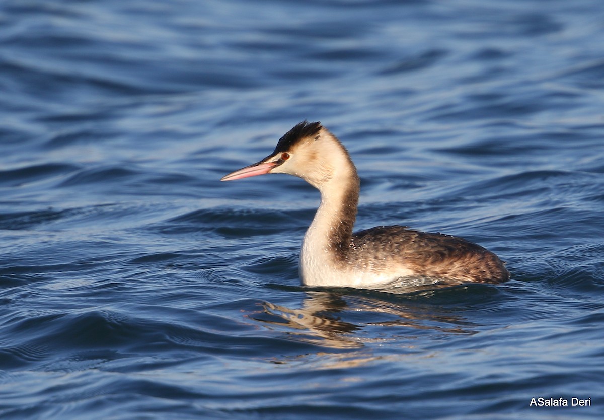 Great Crested Grebe - ML303028121