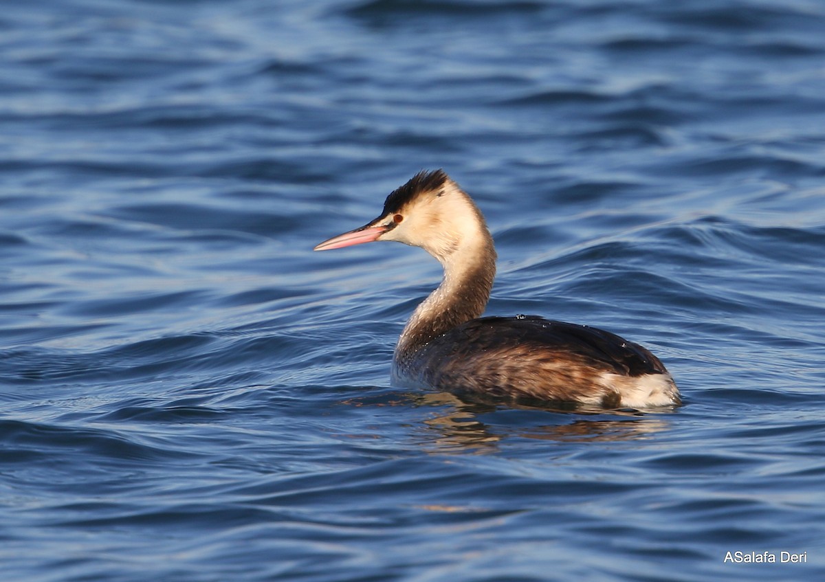 Great Crested Grebe - ML303028131