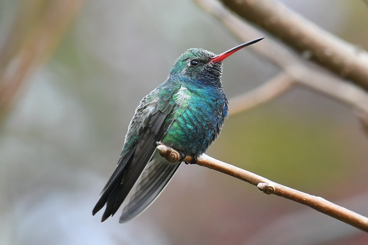 Broad-billed Hummingbird - Bart Wickel