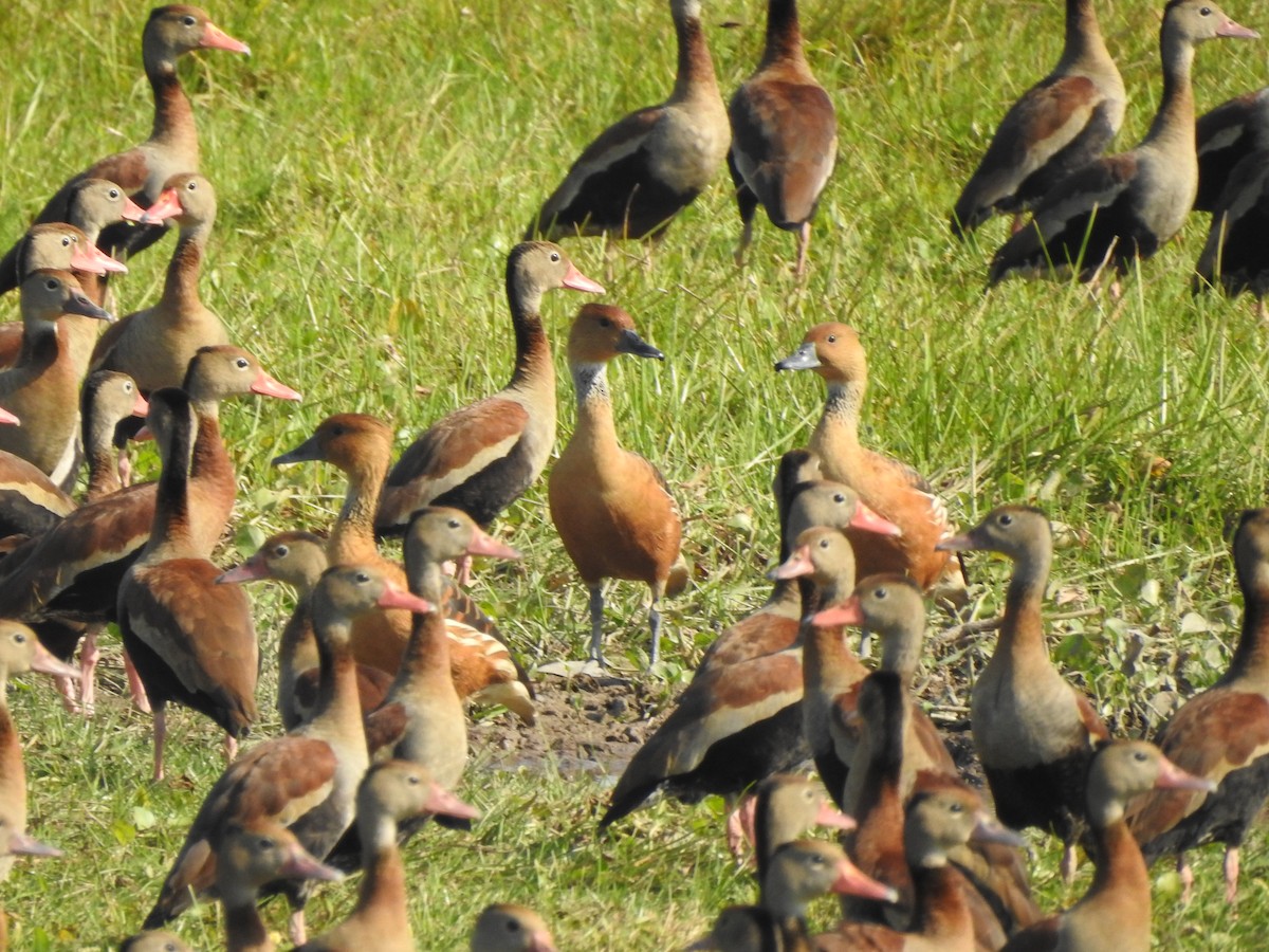 Fulvous Whistling-Duck - ML303034601