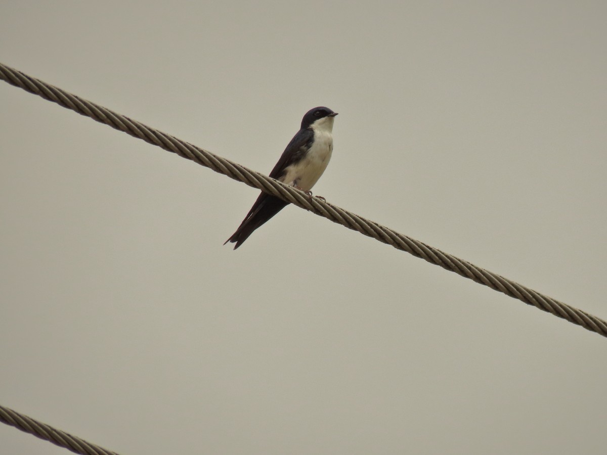 Blue-and-white Swallow - Juan Carlos Albero