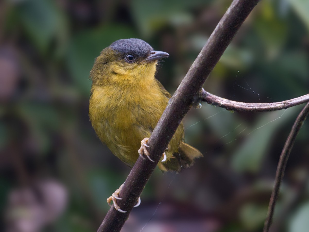 Gray-capped Hemispingus - Kleinothraupis reyi - Birds of the World