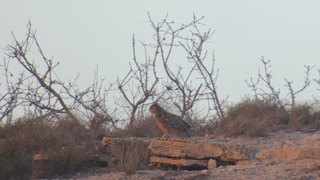 Eurasian Eagle-Owl - ML303039471
