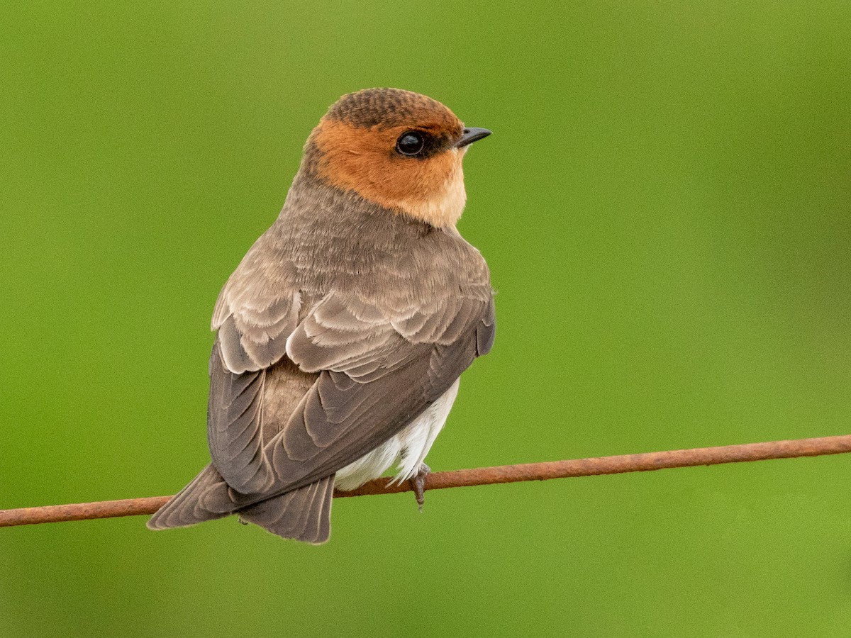 Tawny-headed Swallow - Alopochelidon fucata - Birds of the World