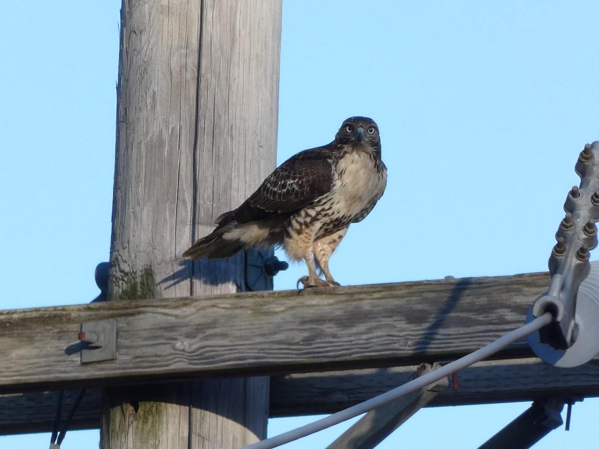 Red-tailed Hawk - ML303044781