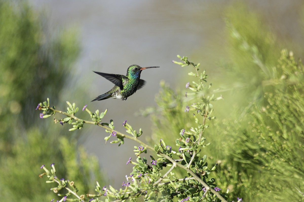 Broad-billed Hummingbird - Neil Rucker