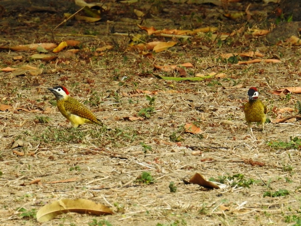 Spot-breasted Woodpecker - ML303047711