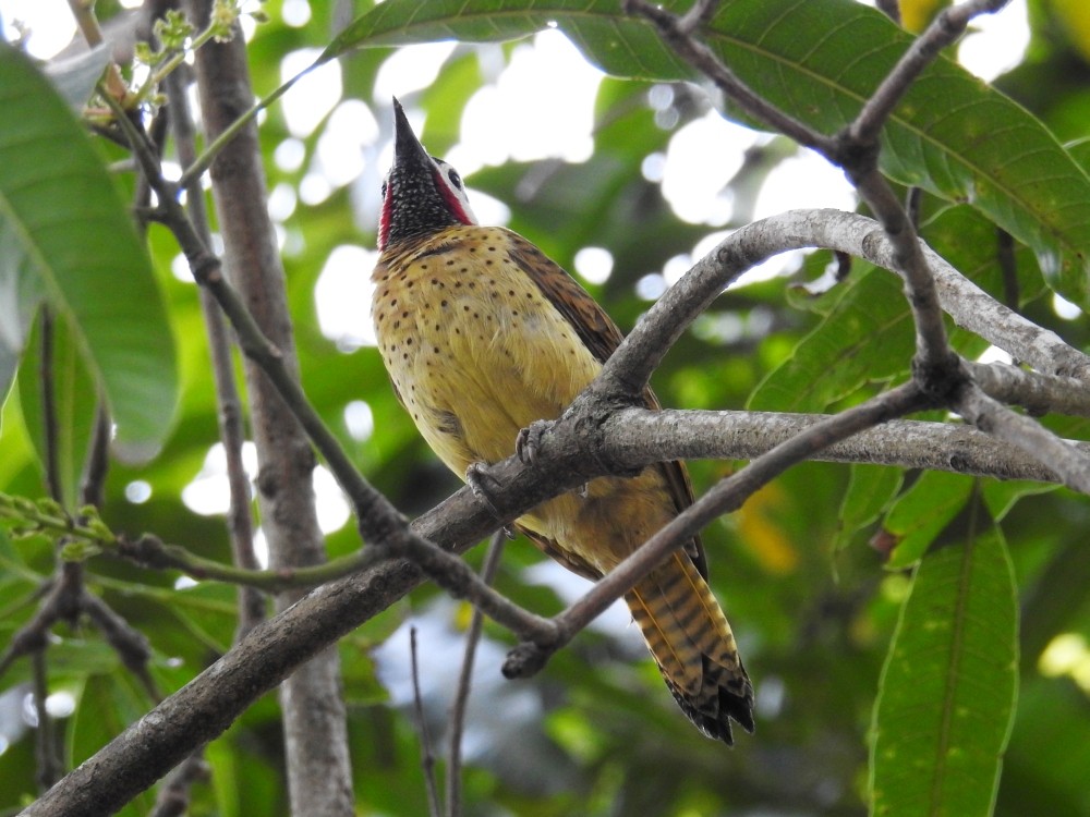 Spot-breasted Woodpecker - ML303047771