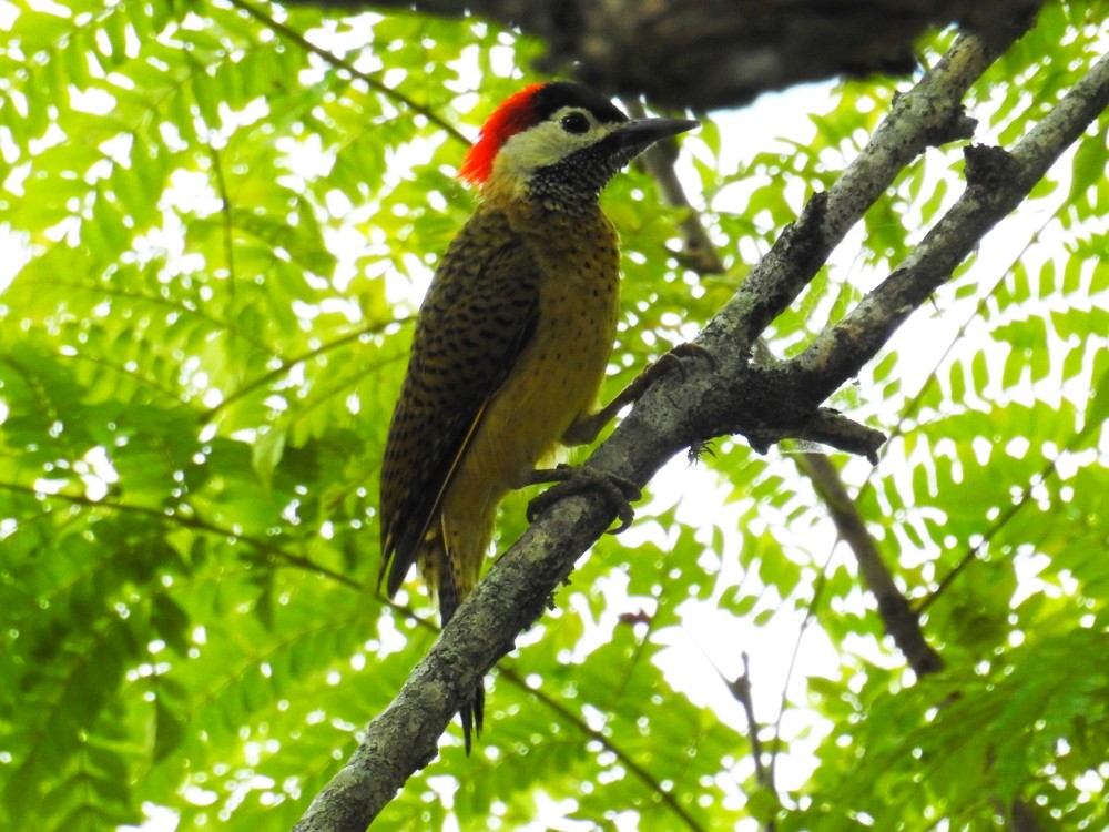 Spot-breasted Woodpecker - ML303047831