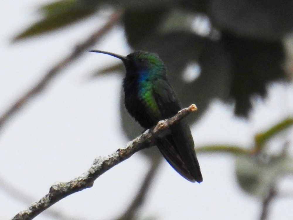 kolibřík tropický - ML303047871