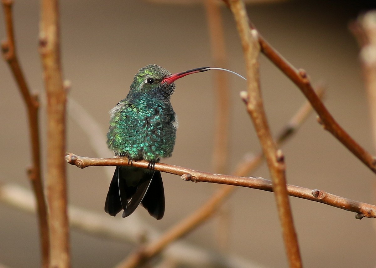 Broad-billed Hummingbird - Zane Pickus