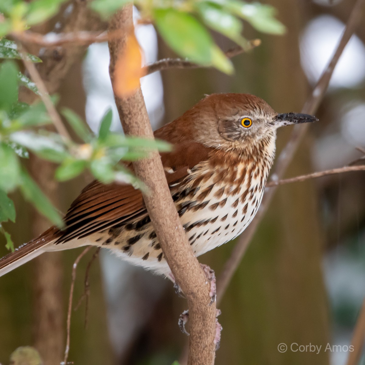 Brown Thrasher - Corby Amos