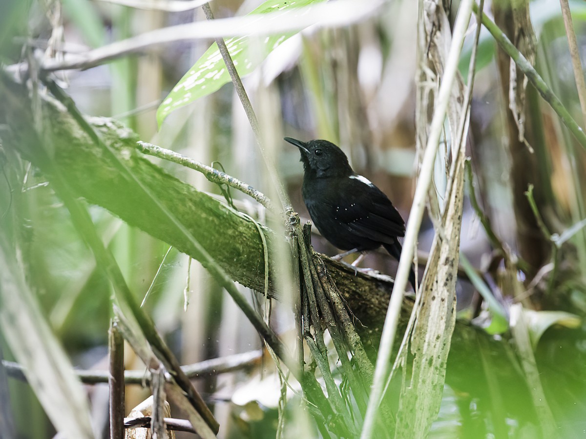 Black-throated Antbird - ML303052331