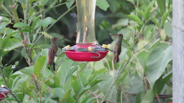 Rufous-tailed Hummingbird - ML303054911