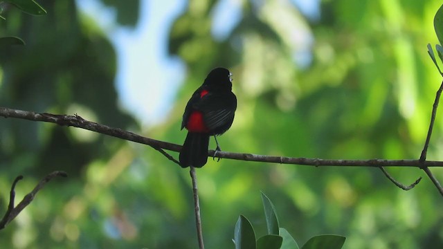 Scarlet-rumped Tanager - ML303056461