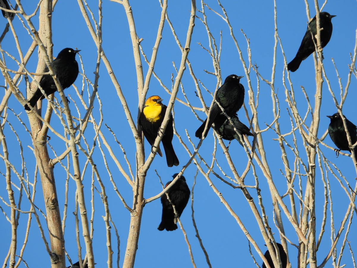 Yellow-headed Blackbird - ML303059221