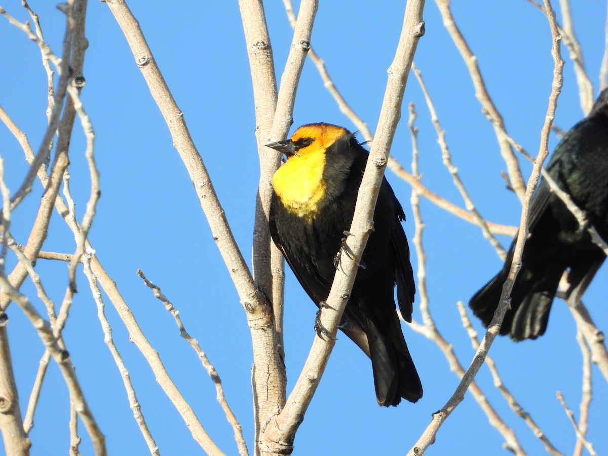 Yellow-headed Blackbird - ML303059241