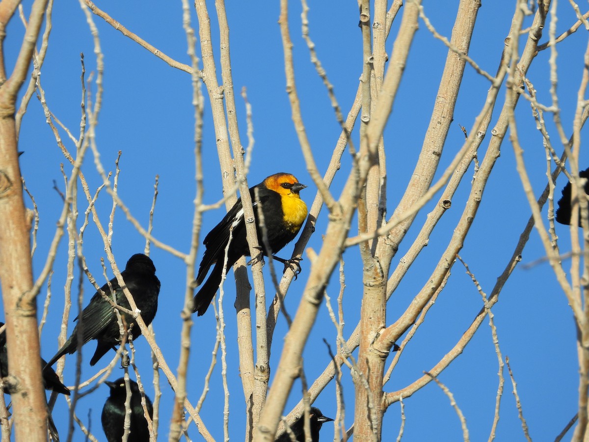 Yellow-headed Blackbird - ML303059251