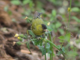 Blackcapped Siskin Spinus atriceps Birds of the World
