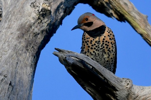 Northern Flicker (Yellow-shafted) - ML303061751