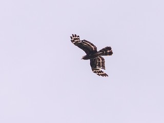  - Black Honey-buzzard