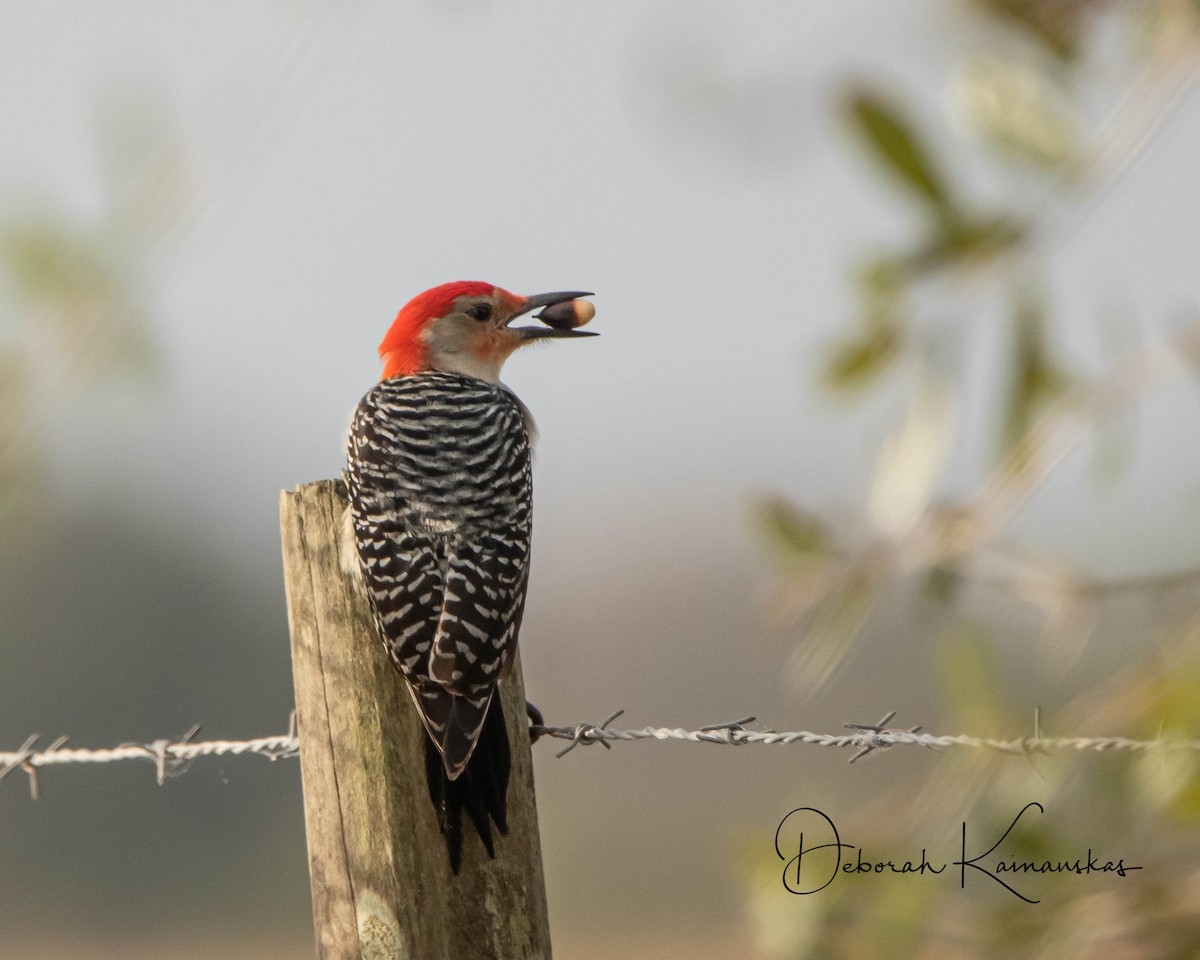 Red-bellied Woodpecker - ML303066161