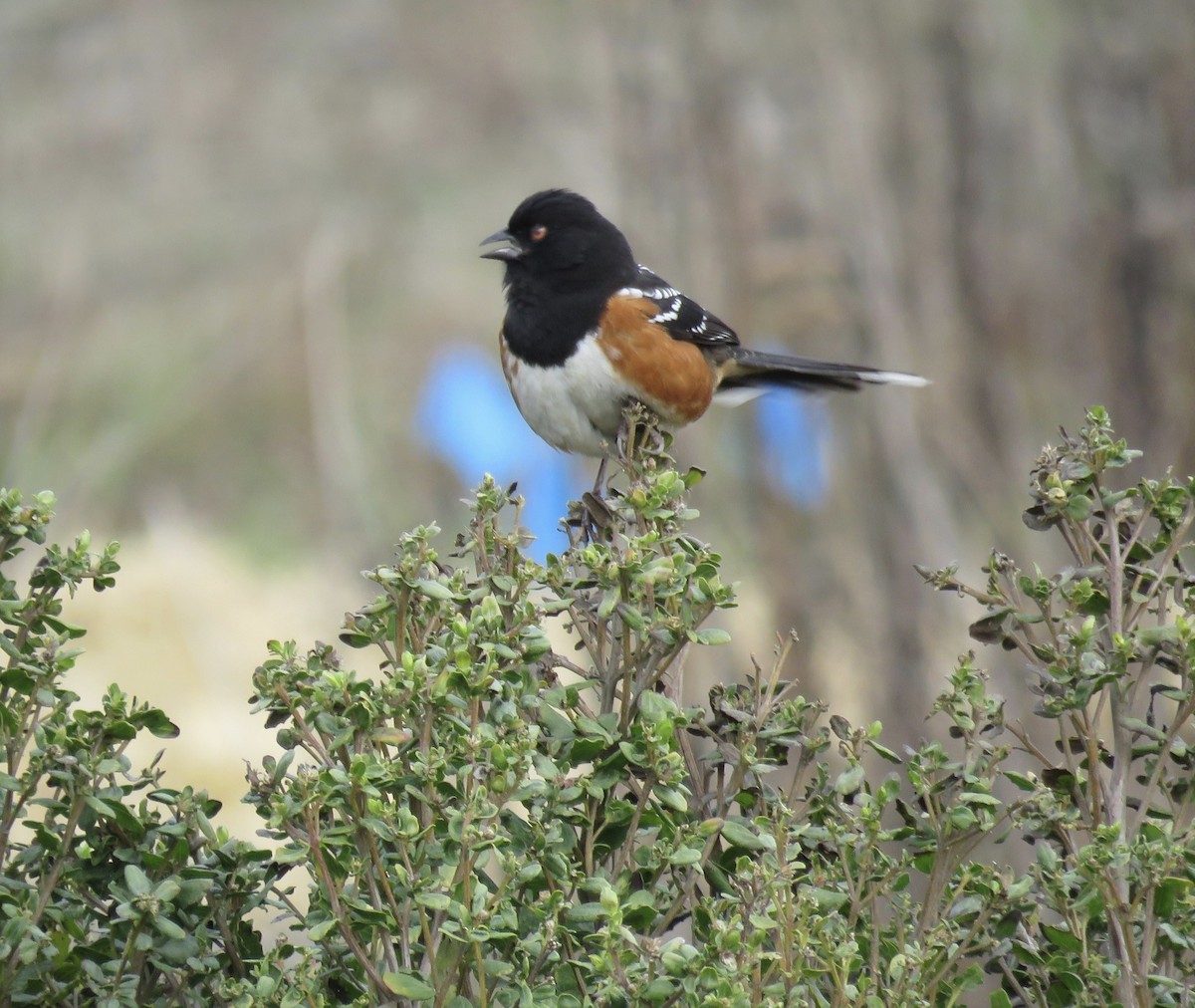 Spotted Towhee - ML303069131