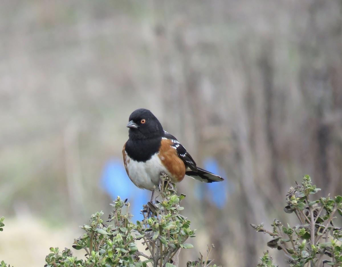Spotted Towhee - ML303069141