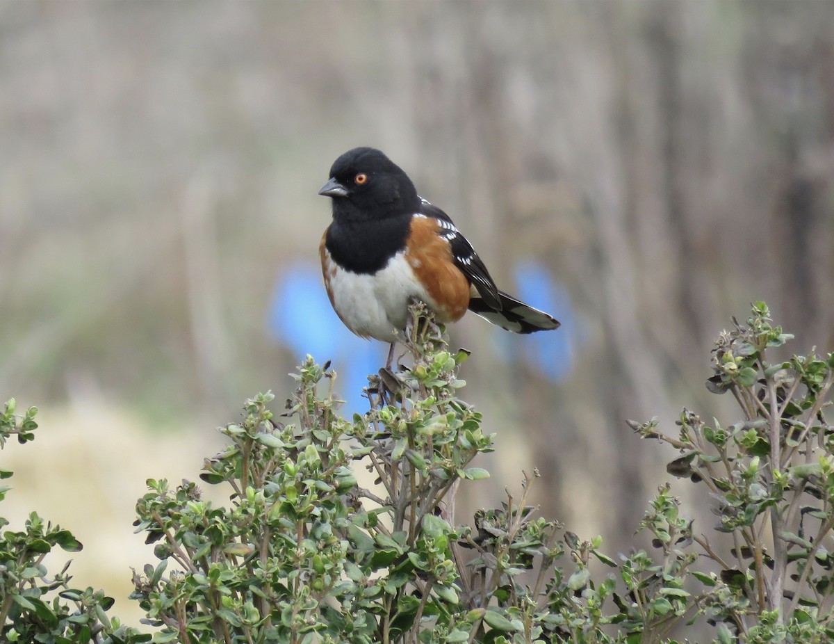 Spotted Towhee - ML303069151