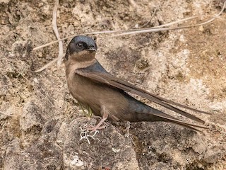  - Brown-bellied Swallow
