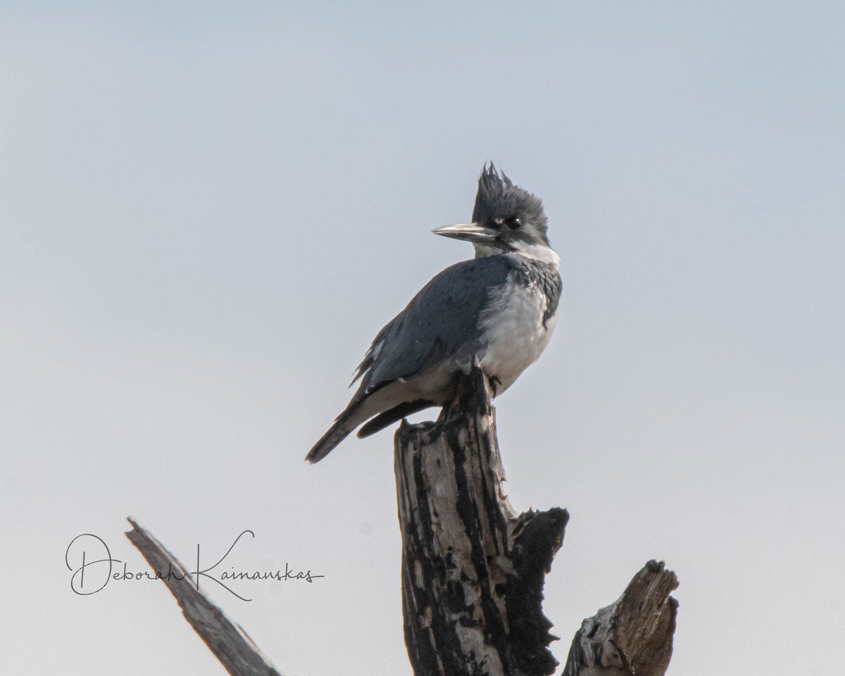 Belted Kingfisher - ML303069501