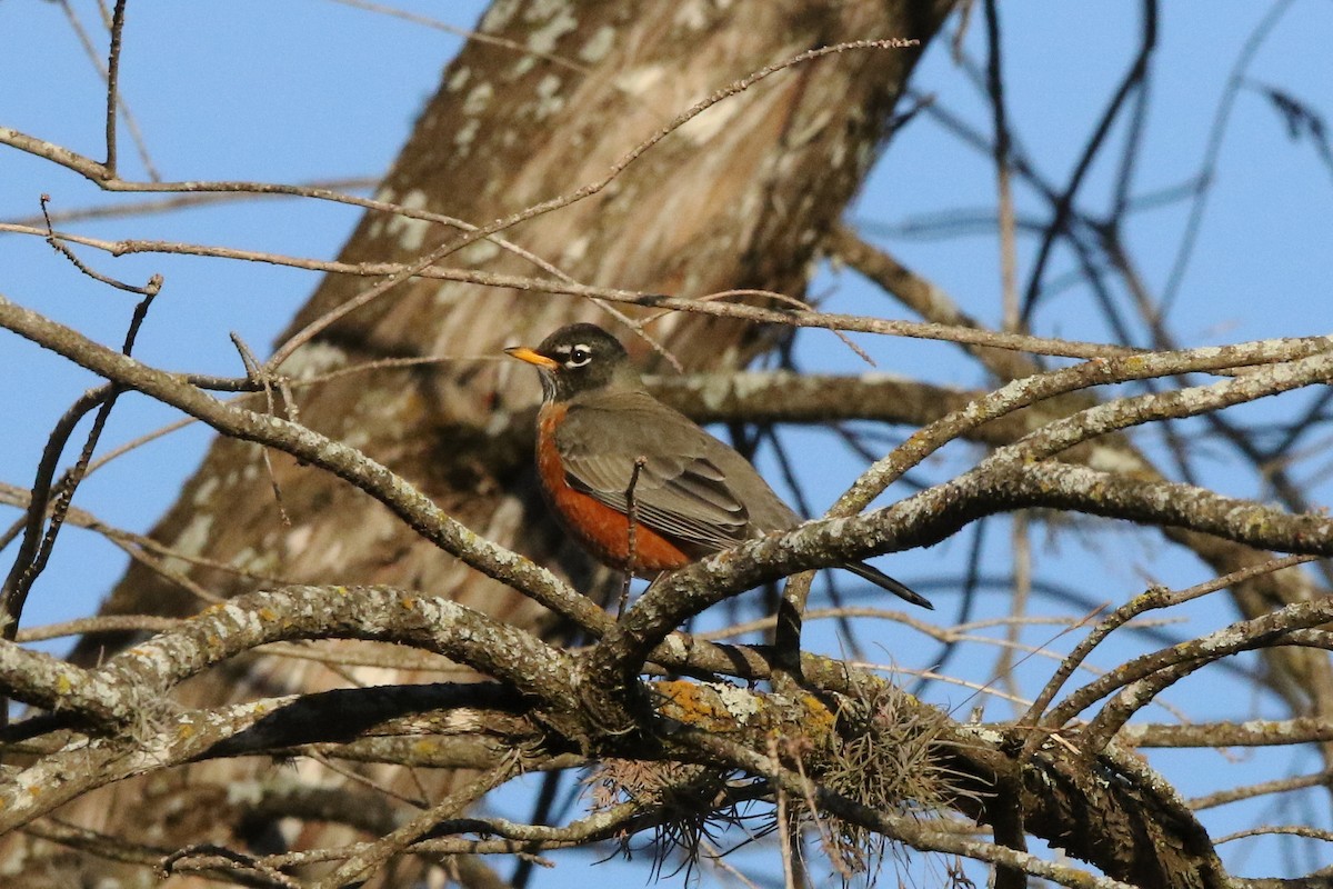 American Robin - Don Brode