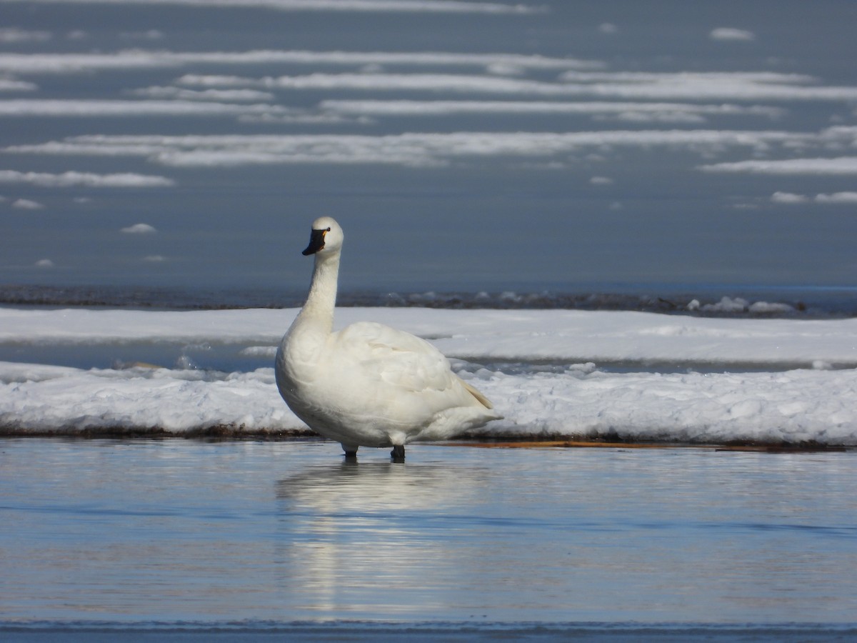 Tundra Swan - ML303075441