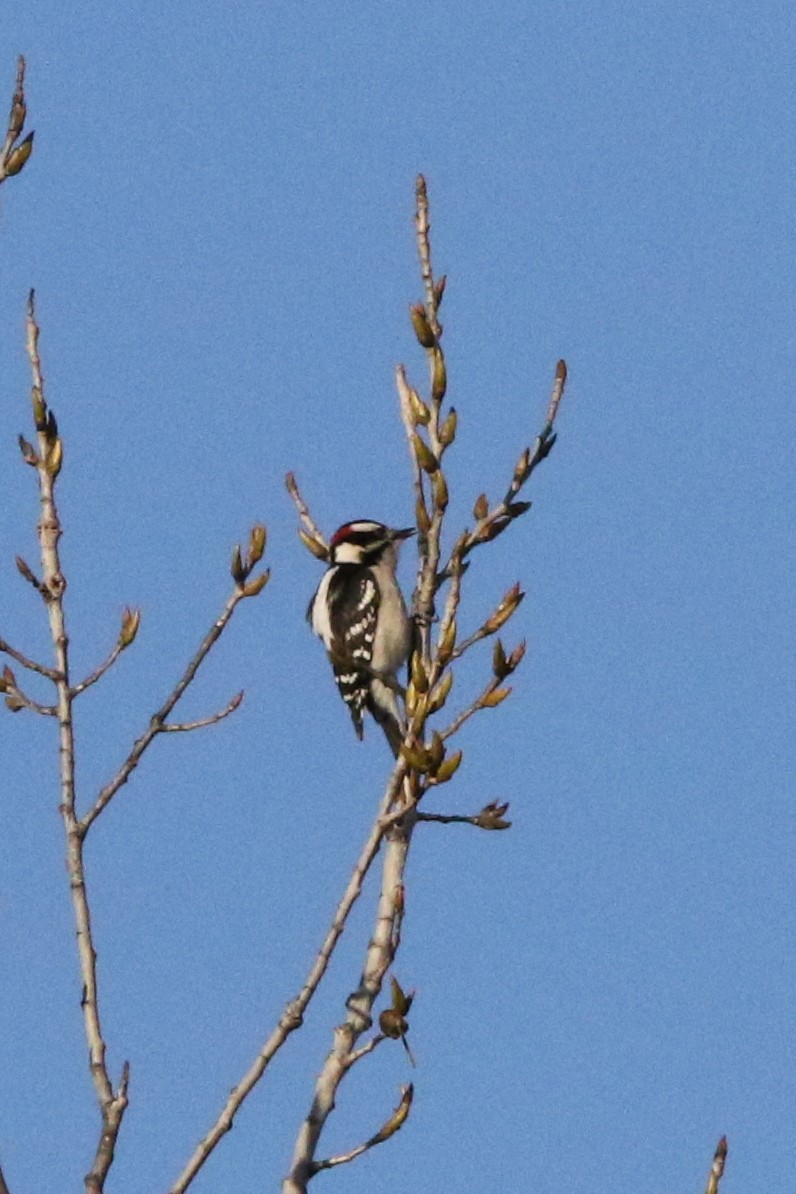 Downy Woodpecker - Don Brode