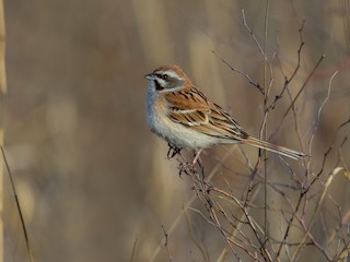  - Rufous-backed Bunting