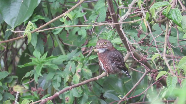 Costa Rican Pygmy-Owl - ML303078931