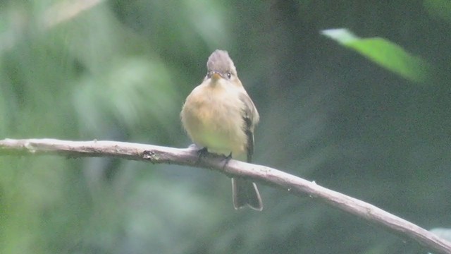 Ochraceous Pewee - ML303079991
