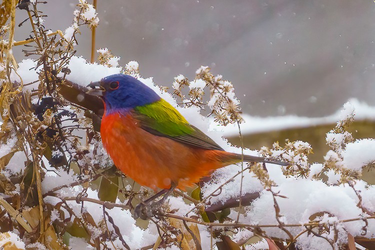 Painted Bunting - ML303086121