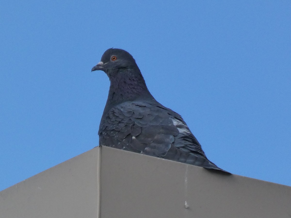 Rock Pigeon (Feral Pigeon) - Sean Leonard