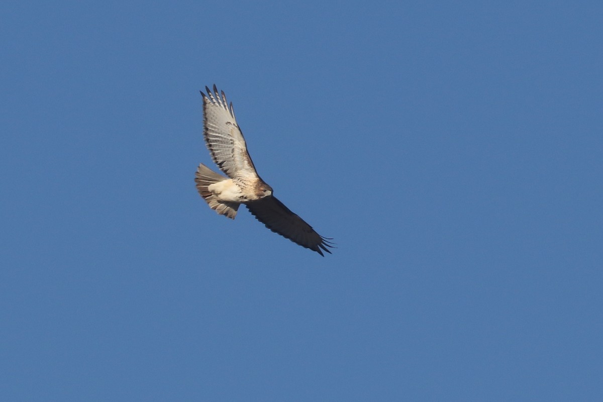 Red-tailed Hawk (borealis) - Anonymous