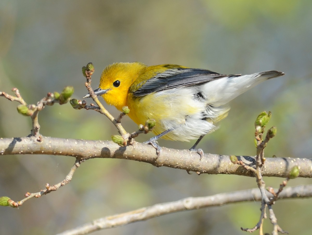 Prothonotary Warbler - ML303100451