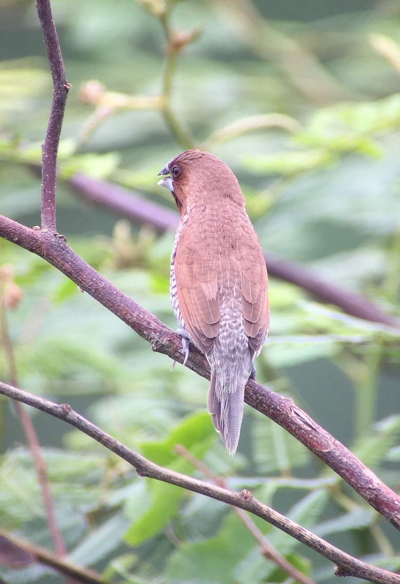Scaly-breasted Munia - Martin Kennewell